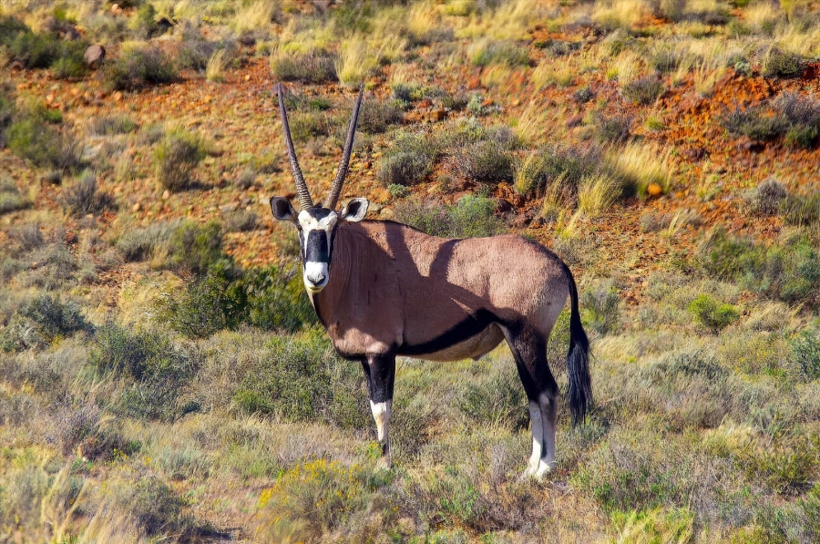 18 Bedroom Property for Sale in Oudtshoorn Rural Western Cape